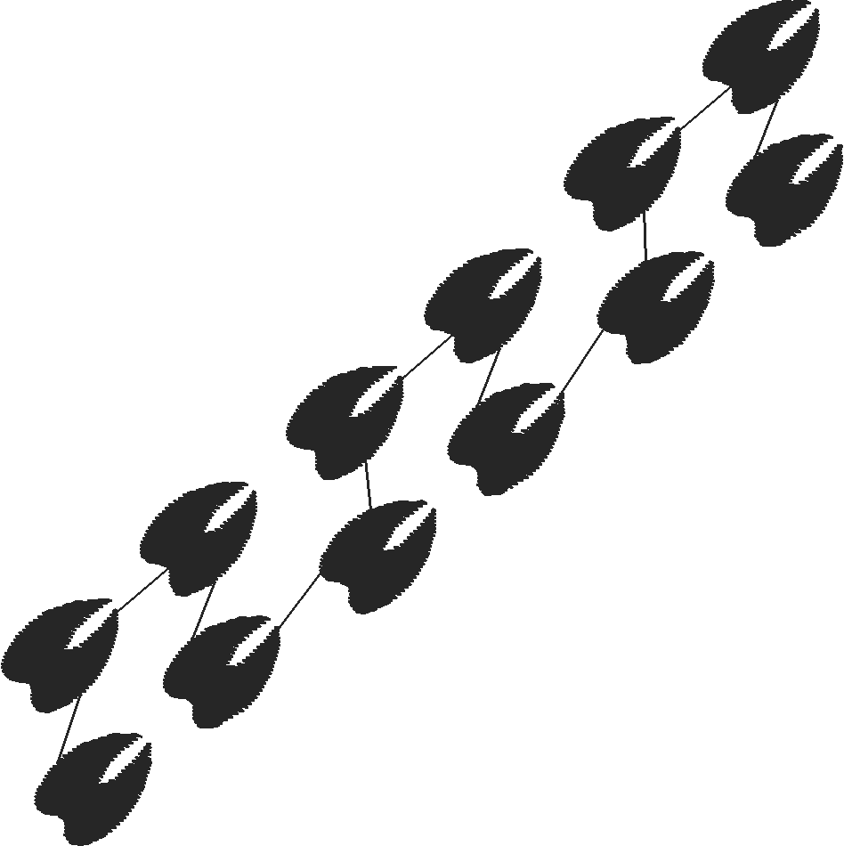 Whitetaildeerwalking