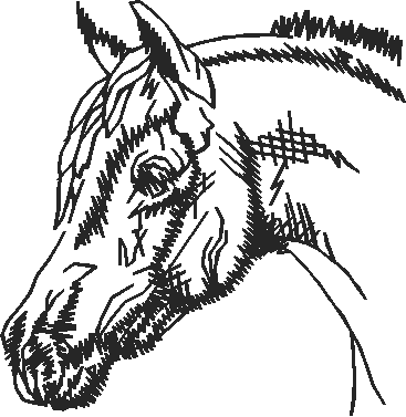 Animals 11 - Horses  (13)