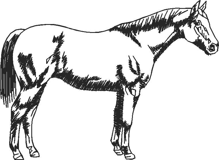 Animals 11 - Horses  (68)