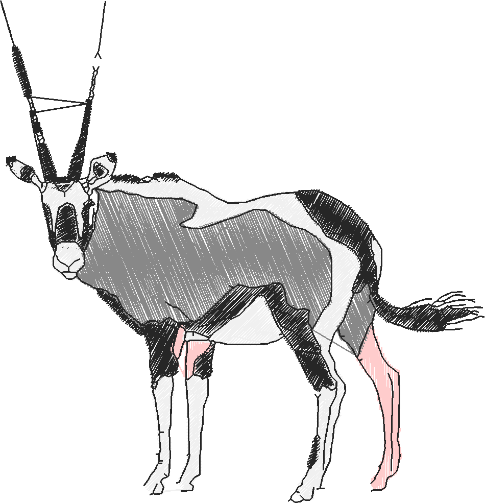 Animals 17 - Kids 6  (26)