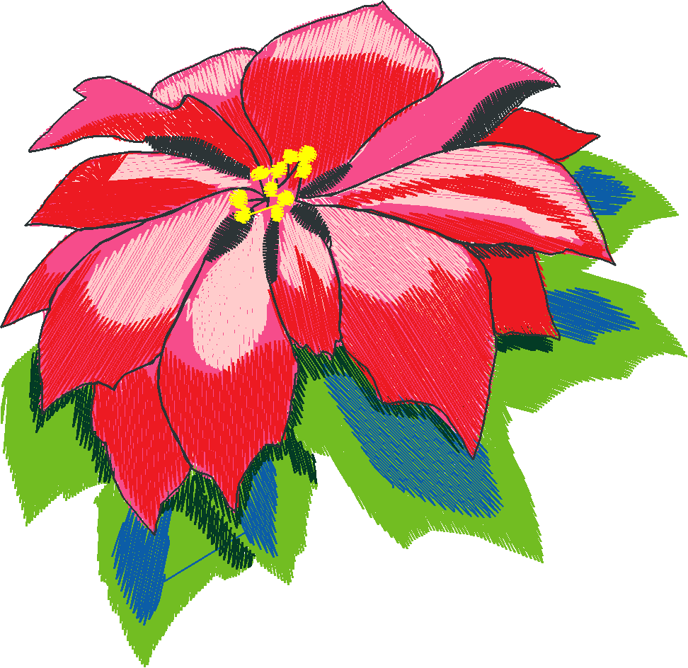 Poinsettia