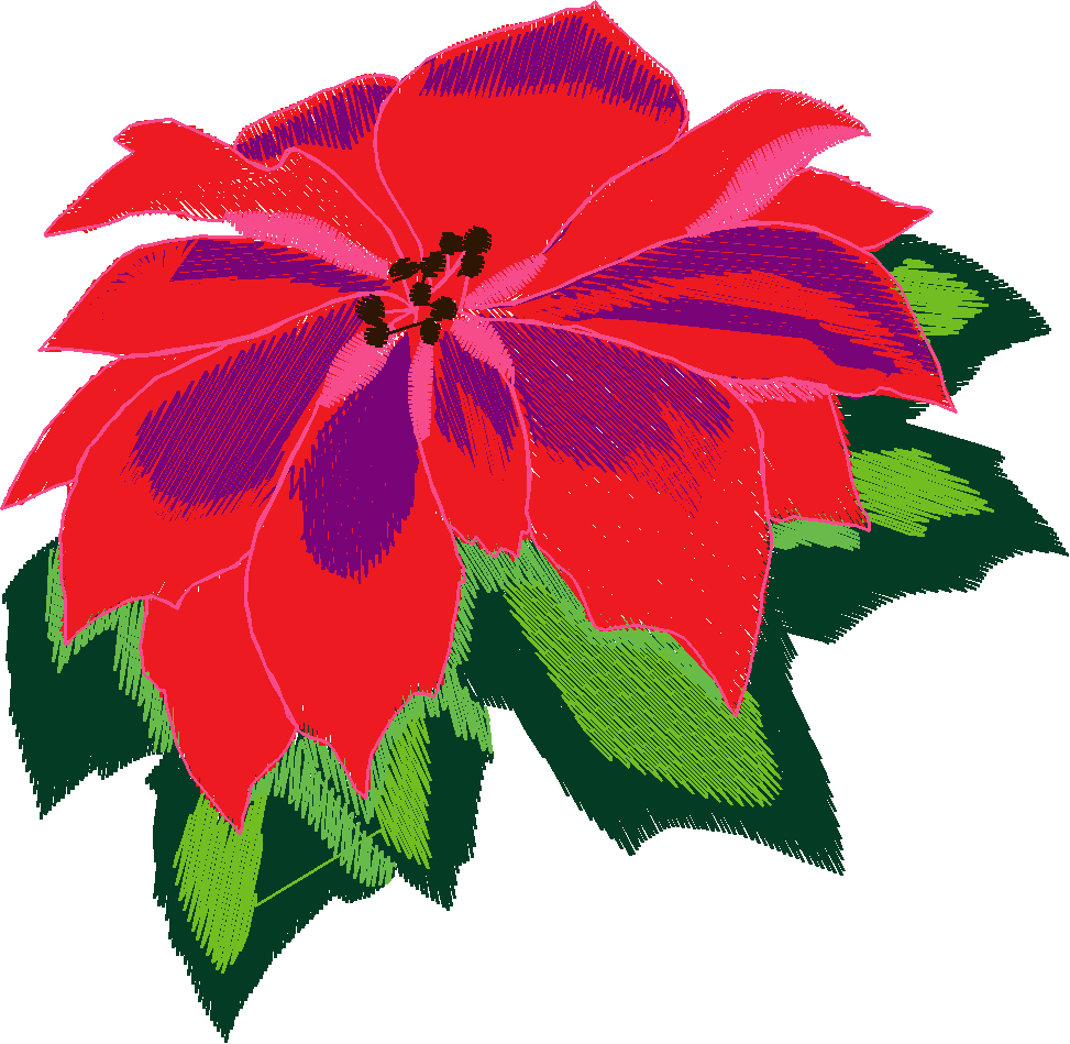 Poinsettia