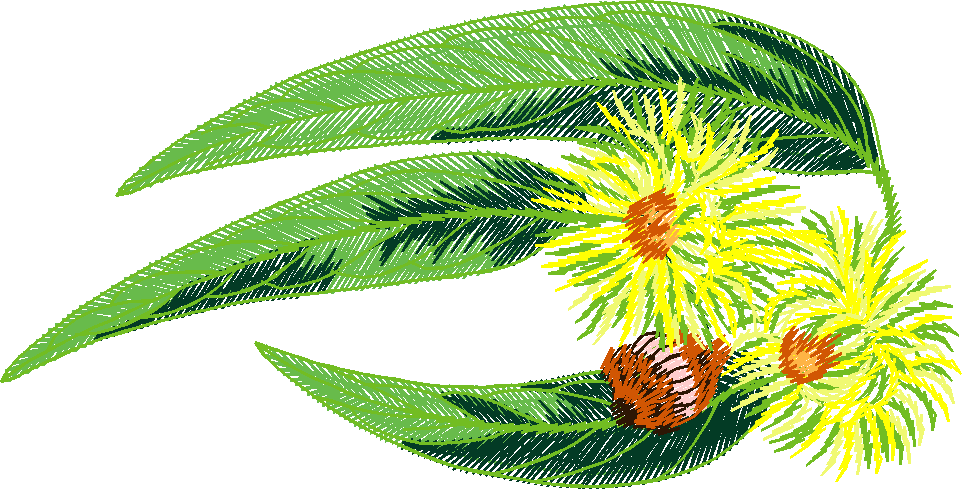 Austrialian Flowers 1 (5)