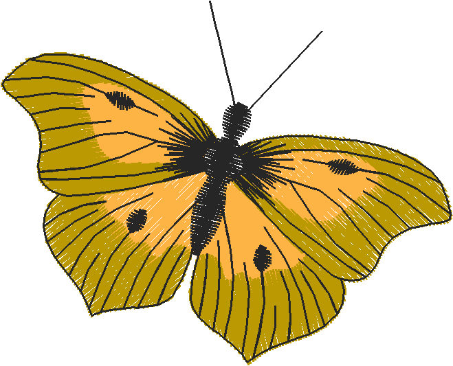 Butterflies 10  (3)