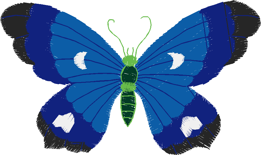 Butterflies 13  (17)