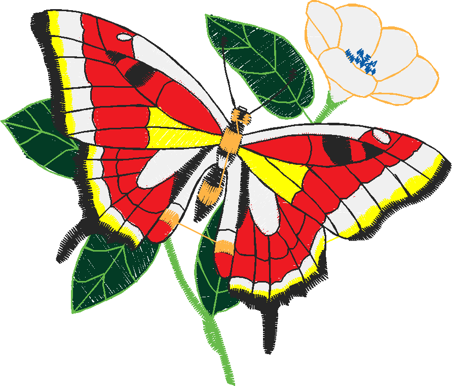 Butterflies 13  (26)