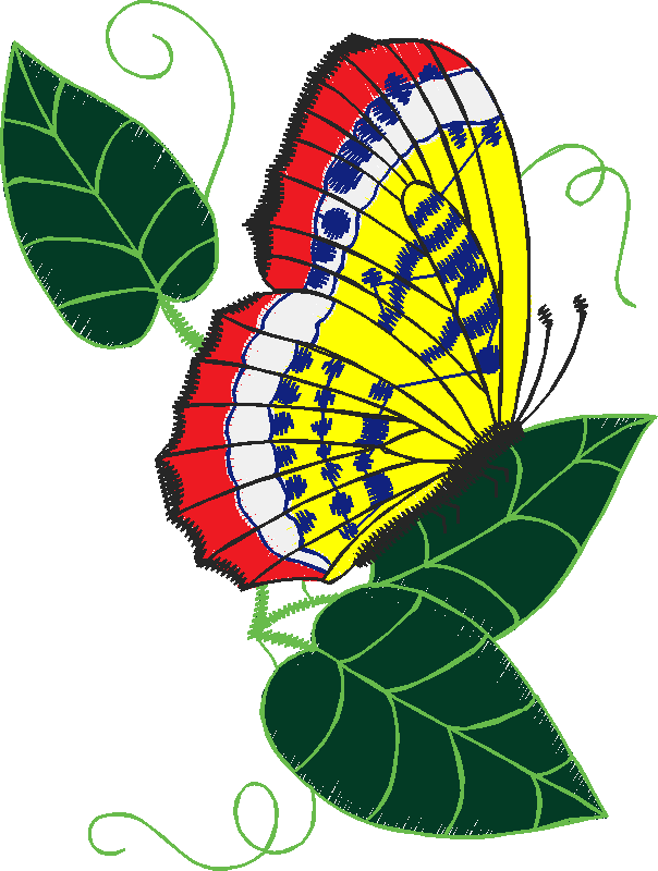 Butterflies 13  (28)