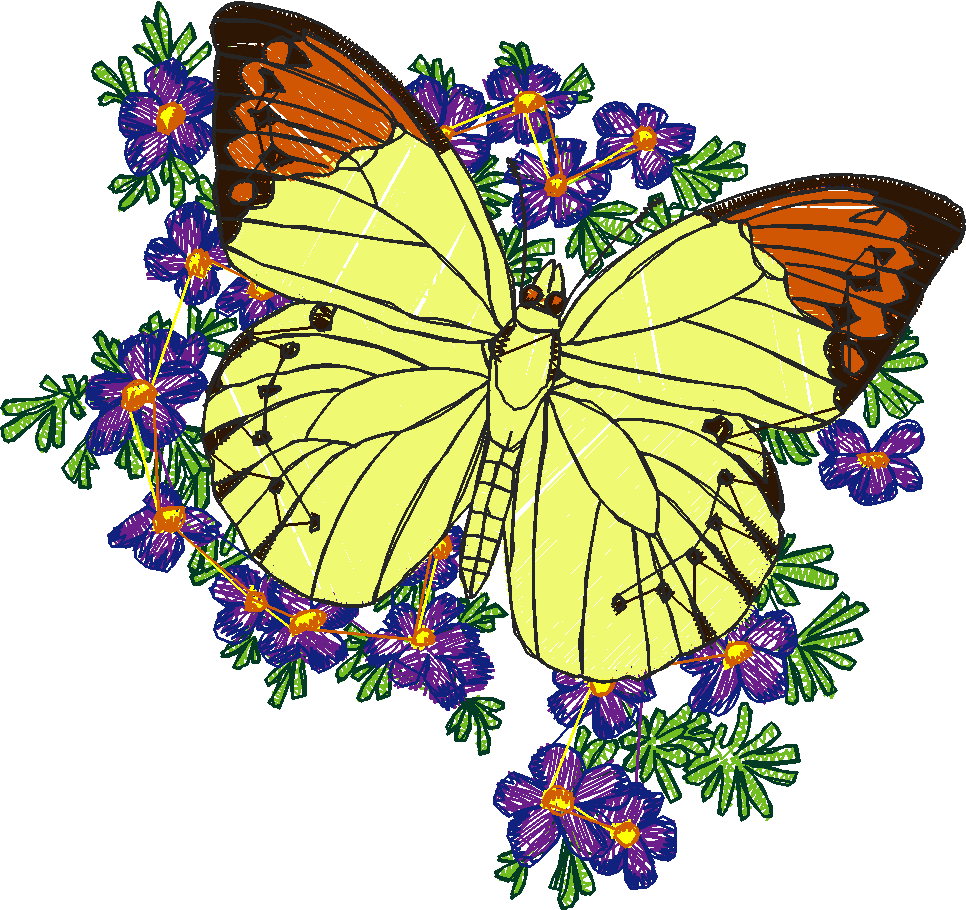 Butterflies 13  (31)