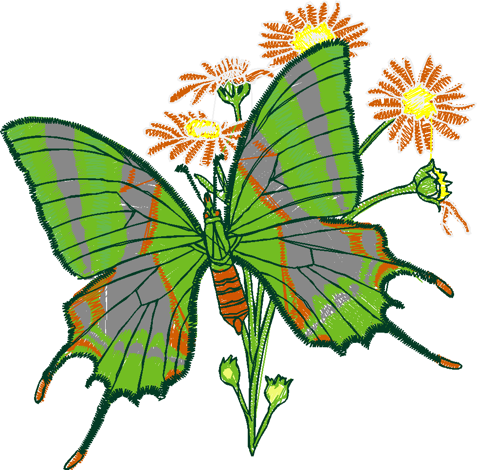 Butterflies 13  (32)