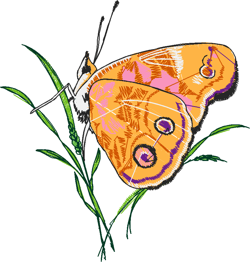 Butterflies 13  (38)