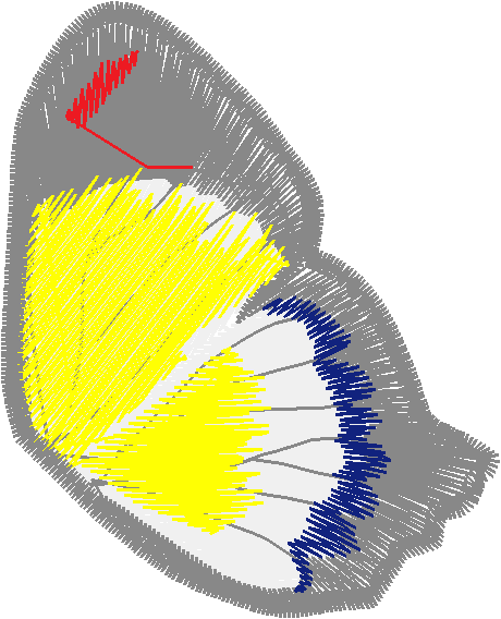 Butterflies 15  (19)