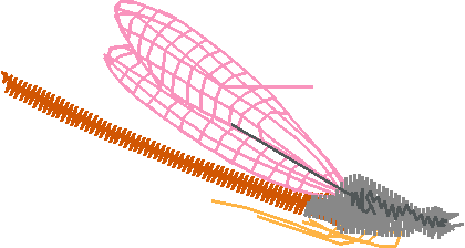 Butterflies 15  (24)