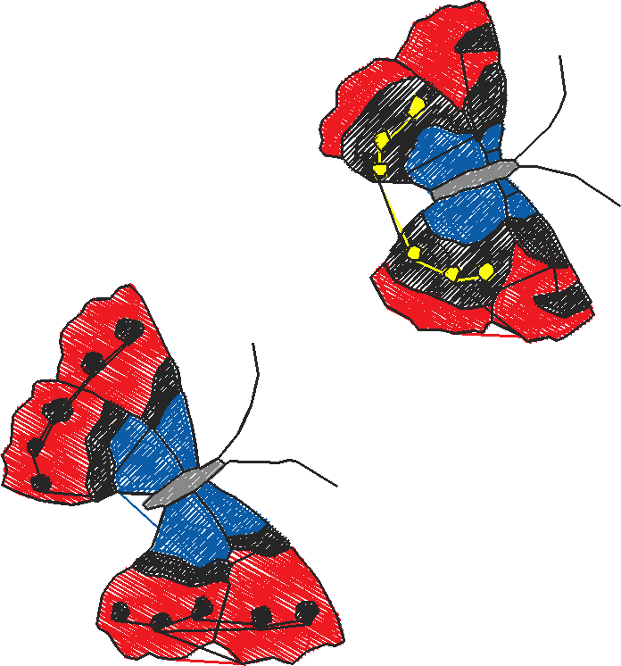 Butterflies 16  (31)