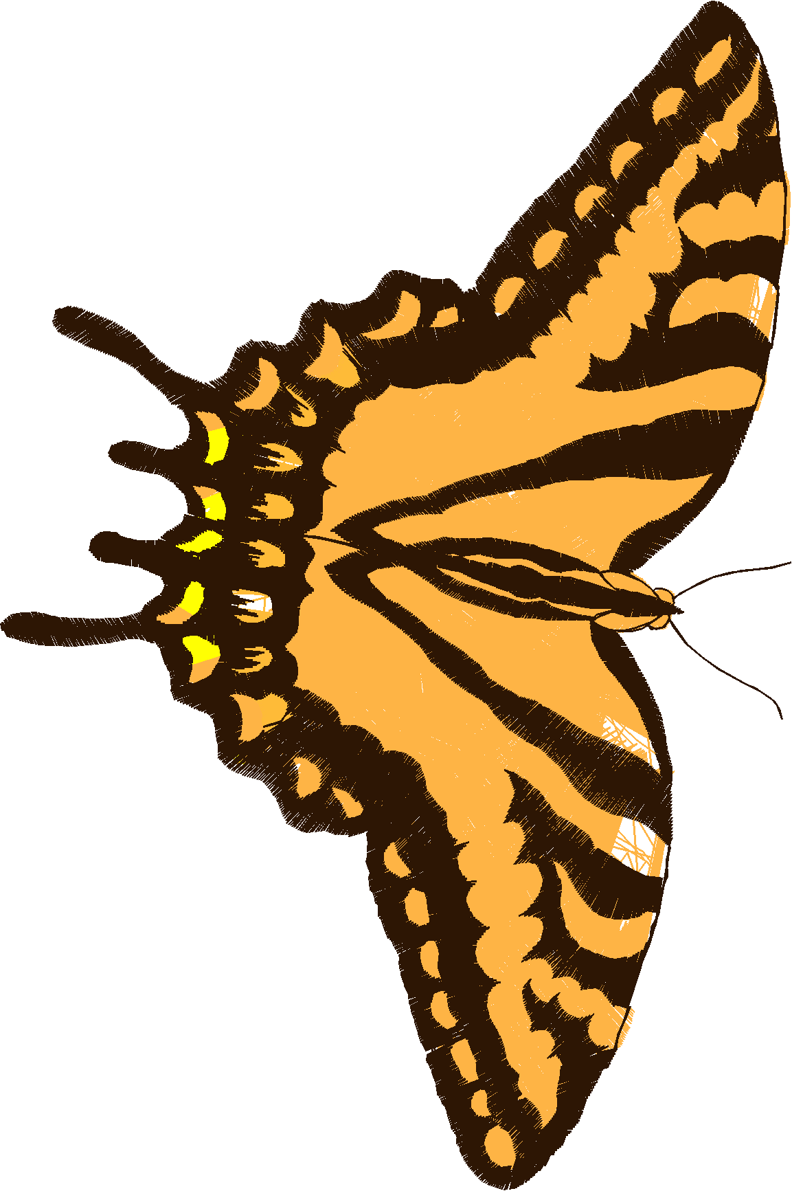 Butterflies 18 (152)