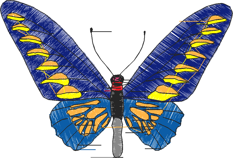 Butterflies 18 (163)