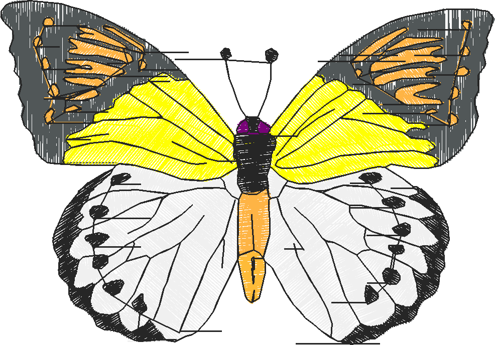 Butterflies 18 (164)