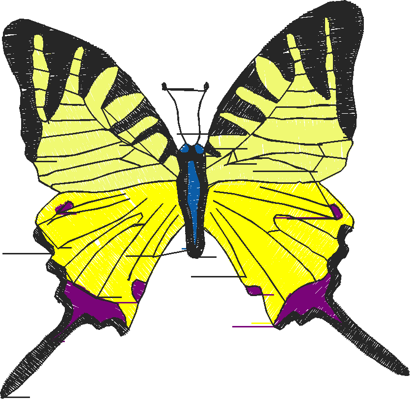 Butterflies 18 (169)