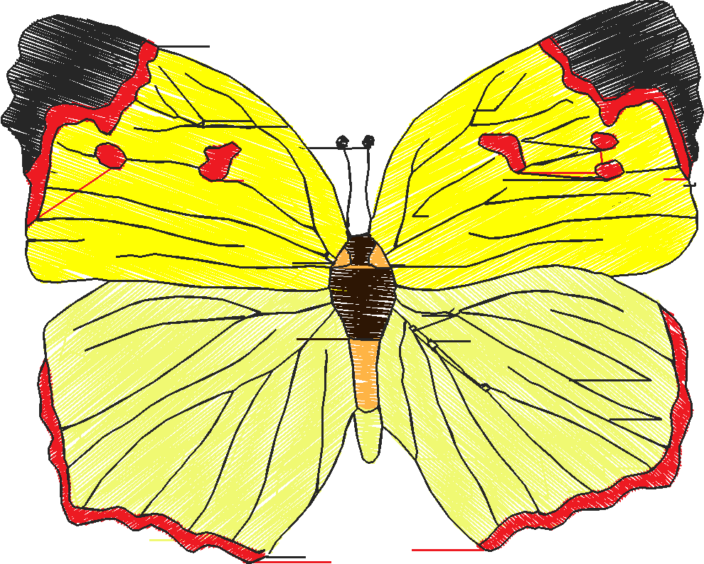 Butterflies 18 (174)