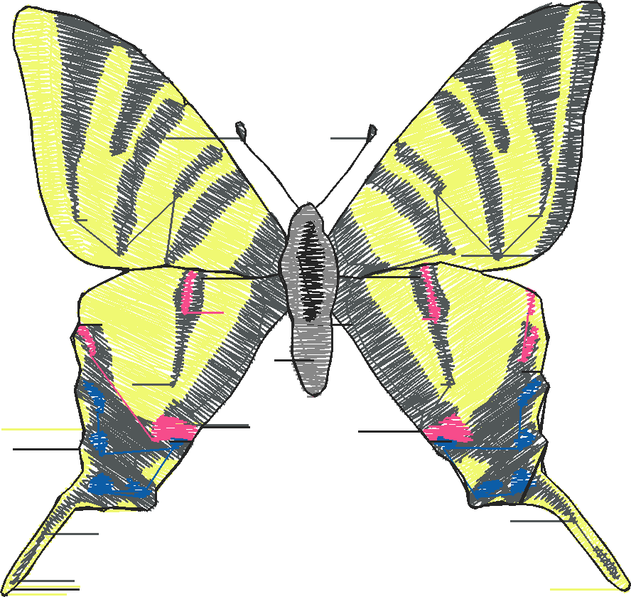 Butterflies 18 (176)