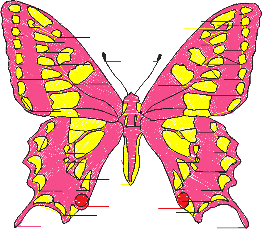 Butterflies 18 (181)