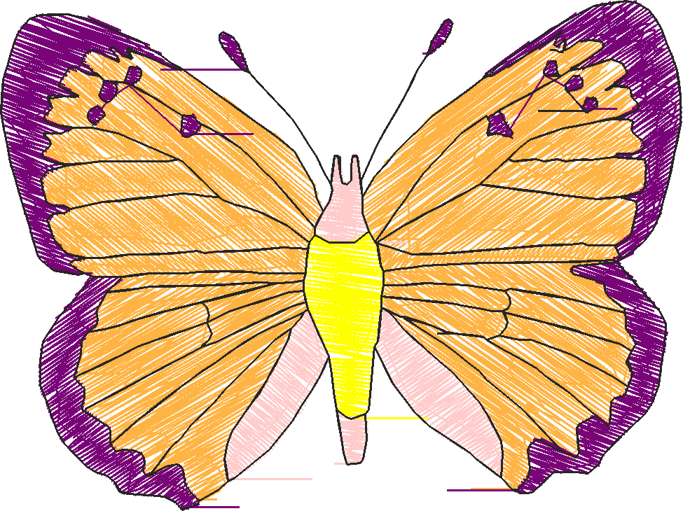 Butterflies 18 (184)