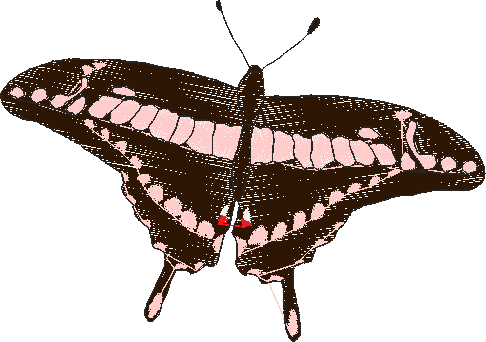 Butterflies 18 (197)