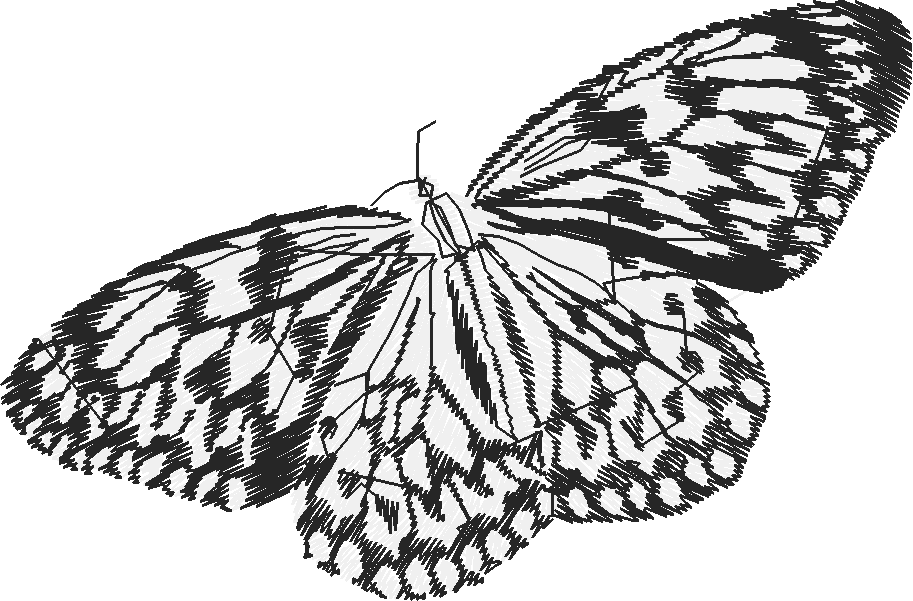 Butterflies 18 (238)