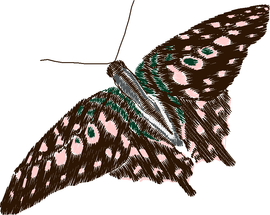 Butterflies 18 (240)