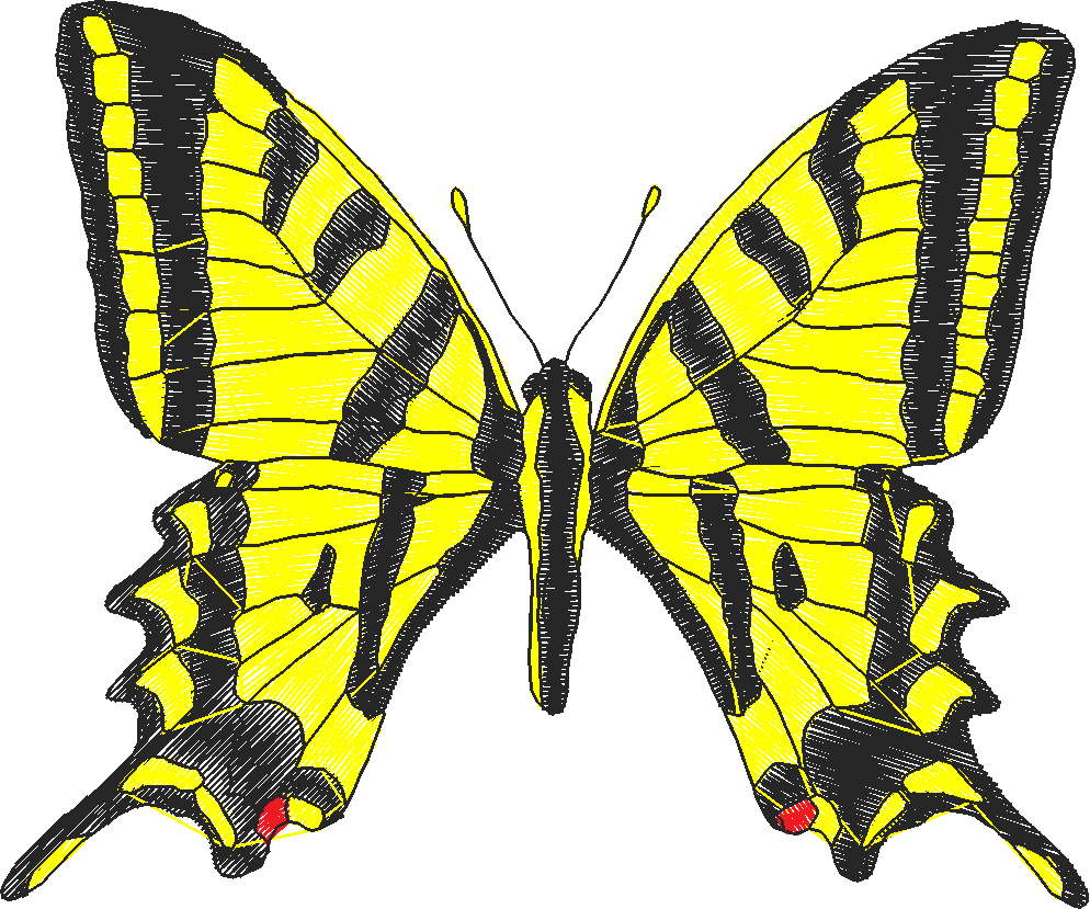 Butterflies 18 (255)