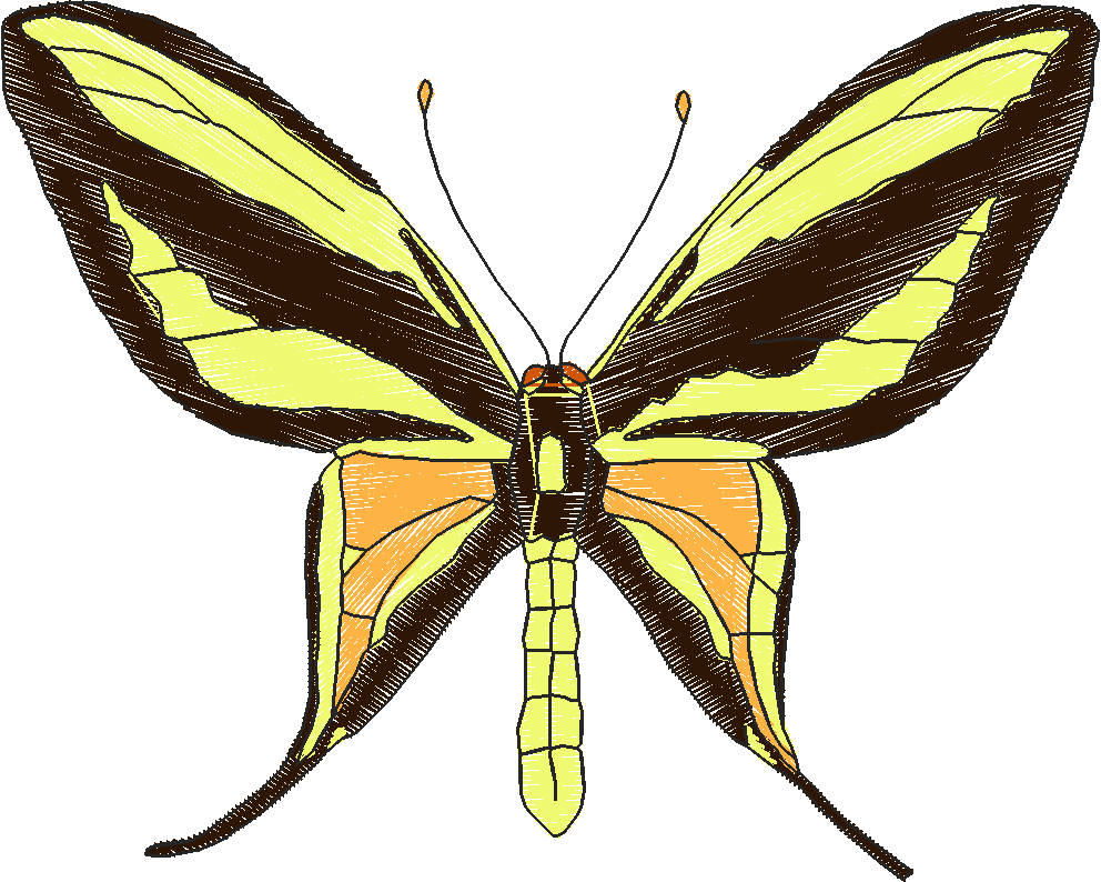 Butterflies 18 (256)