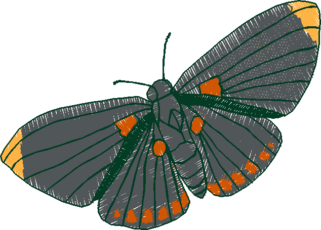 Butterflies 18 (257)