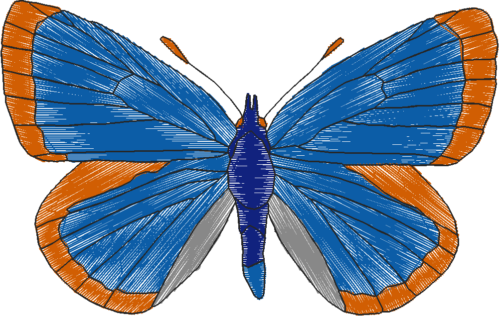 Butterflies 18 (258)