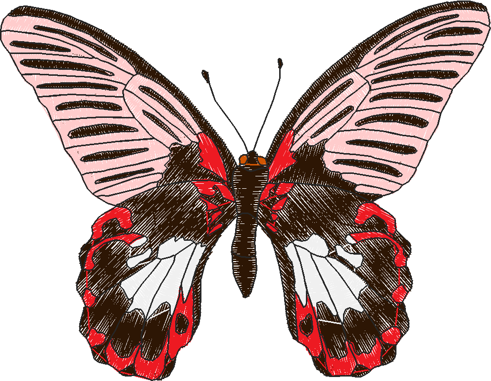 Butterflies 18 (262)