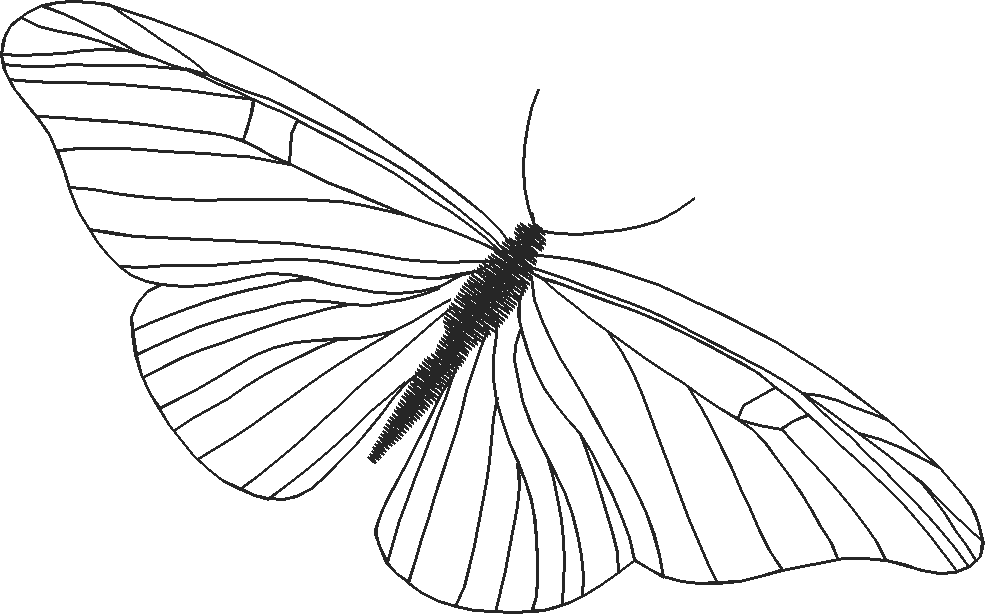 Butterflies 19  (23)