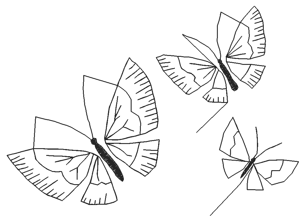 Butterflies 19  (34)