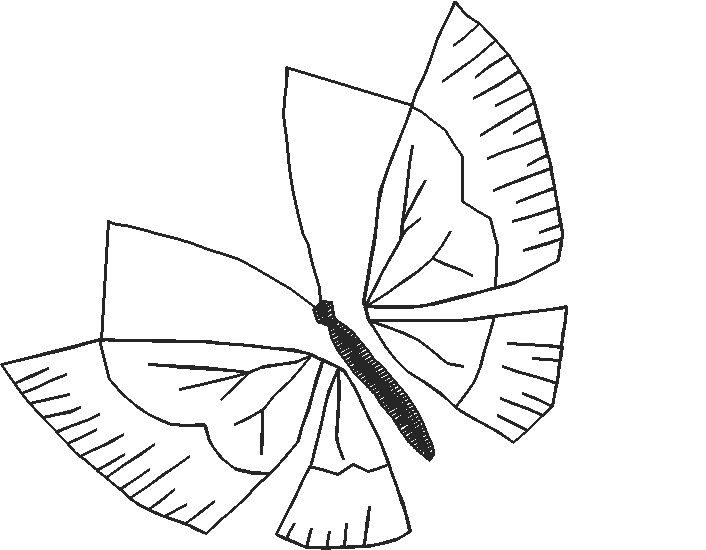 Butterflies 19  (36)