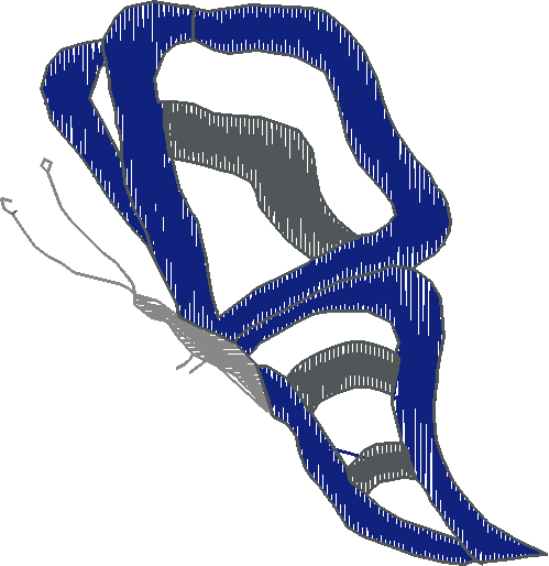 Butterflies 19  (51)