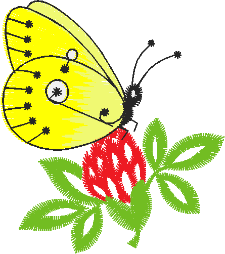 Butterflies 21  (19)