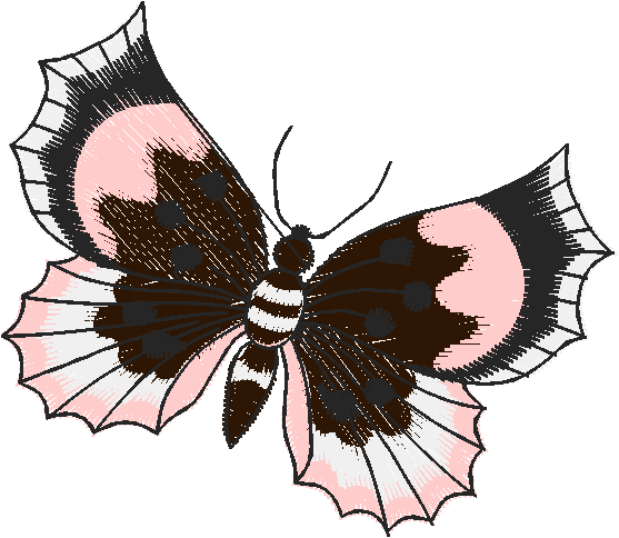 Butterflies 21  (26)