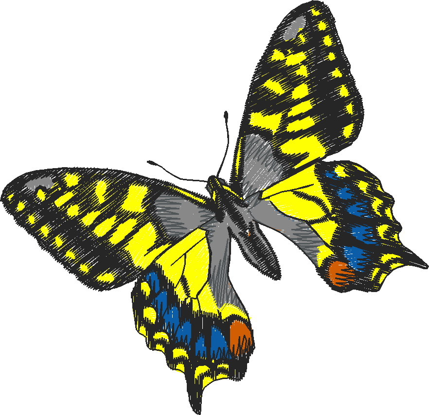 Butterflies 27 (41)