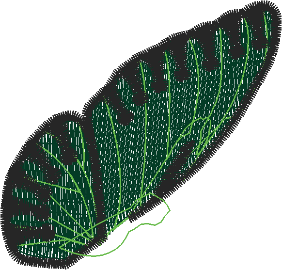 Butterflies & Bows 1  (8)