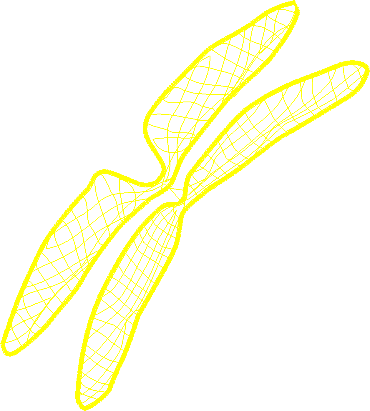 Butterflies & Dragonflies 1  (4)