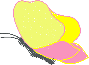 Butterflies & Insects 1  (113)