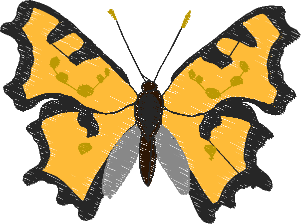 Butterflies & Insects 1  (13)