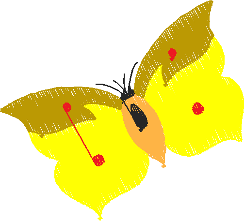 Butterflies & Insects 1  (3)