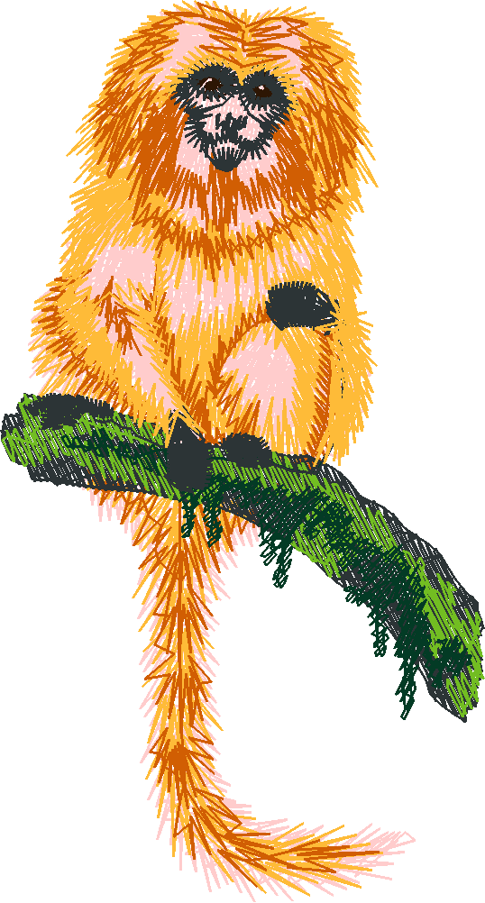 Goldenltamarin