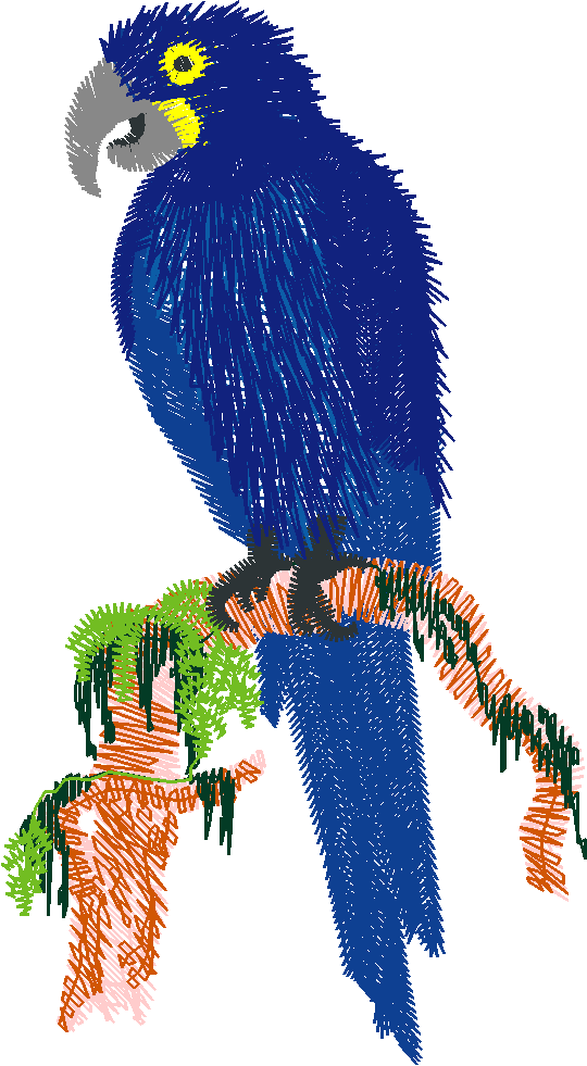 Hyacinthmacaw