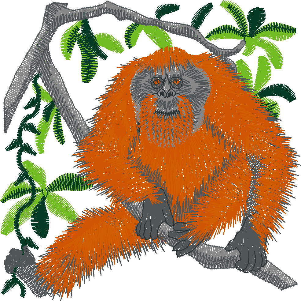 Orang-Utan