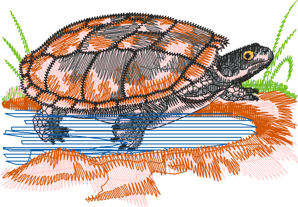 Westswampturtle