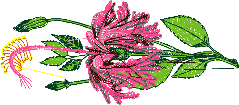 Exotic Flowers 1 (15)